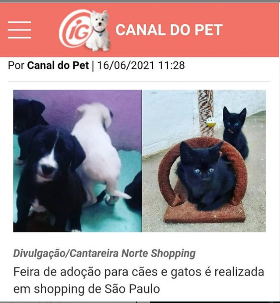 iG Últimas - Canal do PET